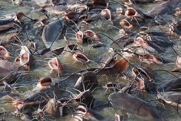 Fish Pond View